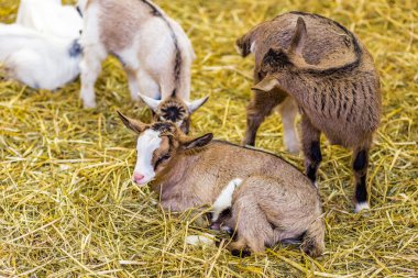genç keçisaman üzerinde çömelme