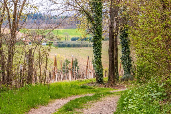 Грунтовая Сельская Дорога Проходящая Через Зеленые Поля Долины Романье Италия — стоковое фото