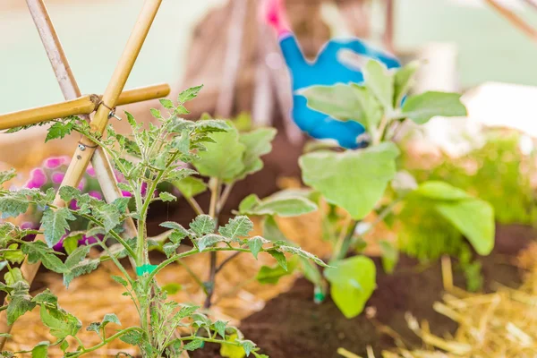 Detail Crops Home Garden — Stock Photo, Image