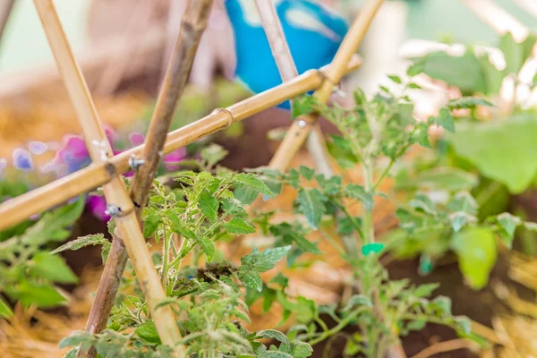 Detalj Grödor Hem Trädgården — Stockfoto