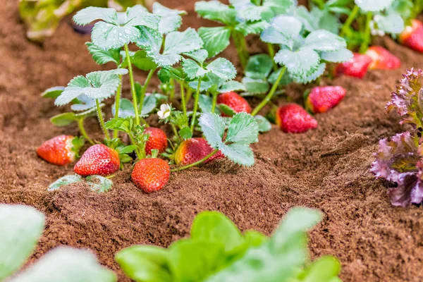 detail of crops in the home garden, strawberries and salad