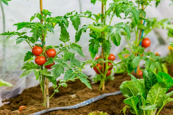 토마토 작물과 샐러드에서 작물의 — 스톡 사진