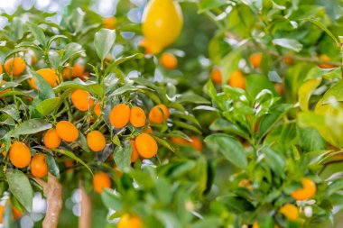 Kamkat ağacı meyve ile