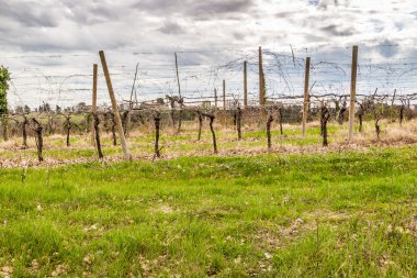 Sonsuz ufuk doğru yönlendirilir satırlardaki yapraksız üzüm bağları