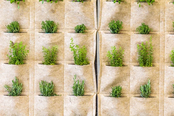 Herbs Pockets Cloth Wall — Stock Photo, Image