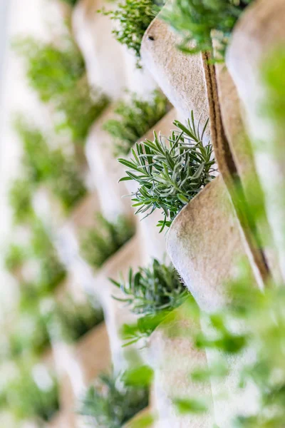 Herbes Dans Les Poches Mur Tissu — Photo