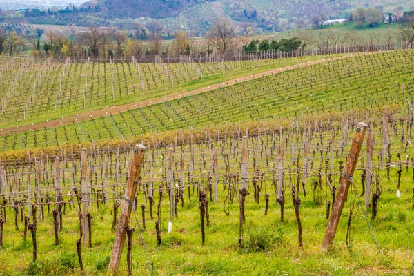 Безгорні Виноградники Рядах Італії — стокове фото