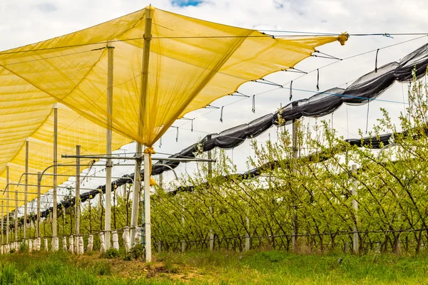 Yellow Hail Towels Crops Fruit Trees — Stock Photo, Image