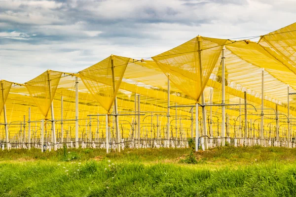 Yellow Hail Handdukar Grödor Fruktträd — Stockfoto