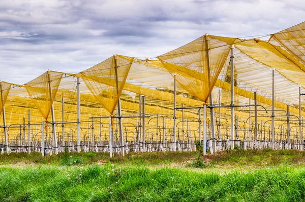 Yellow Hail Towels Crops Fruit Trees — Stock Photo, Image