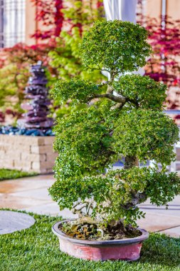 bir bahçede yeşil yaprakları ile bonsai ağacı