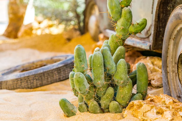 carcass of an old rusty car in the desert sand surrounded by rocks and cactus