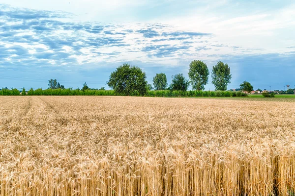 Ladang Gandum Pedesaan Italia — Stok Foto