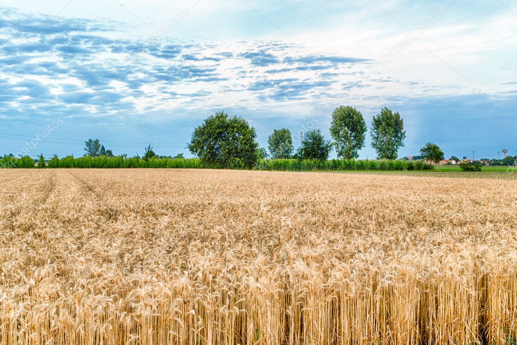 wheat field in countryside in Italy