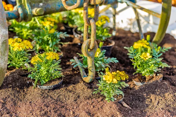 Old Plow Yellow Flowers — Stock Photo, Image