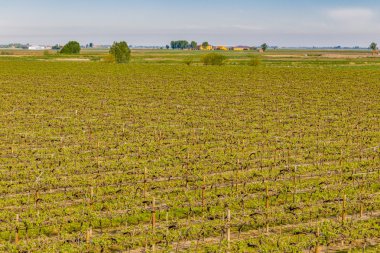 İtalya'da Emilia Romagna kırsal satırdüzenlenmiş üzüm bağları