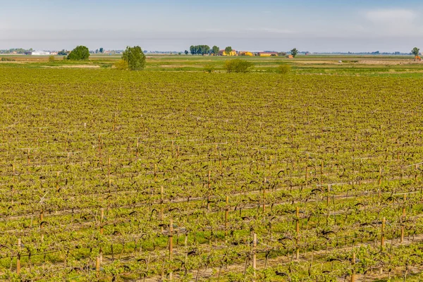 İtalya'da Emilia Romagna kırsal satırdüzenlenmiş üzüm bağları