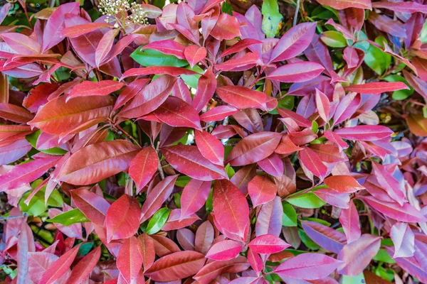 Folhas Vermelhas Verdes Uma Sebe Photinia — Fotografia de Stock