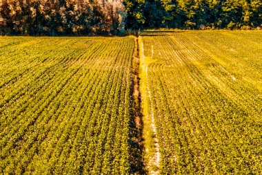 İtalya'da Emilia Romagna ağaçlar ve yeşil tarım arazileri