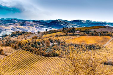 İtalya'da üzüm bağları ve diğer bitkileri ile kaplı yeşil tepeler
