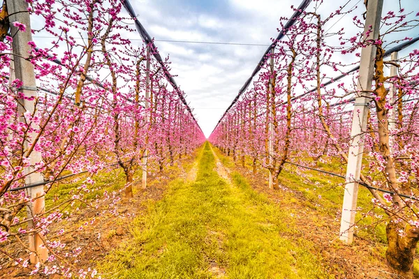 modern agriculture organizes fields into regular geometries of orchards that herald the arrival of spring with the first blooms