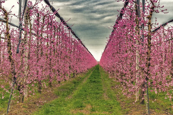 modern agriculture organizes fields into regular geometries of orchards that herald the arrival of spring with the first blooms