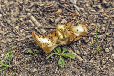 kirli bir elma çekirdeği üzerinde aç karıncaların takım çalışması