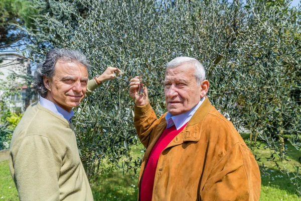 father and son, Elderly man and middle-aged man together in the garden, taking olive leaves
