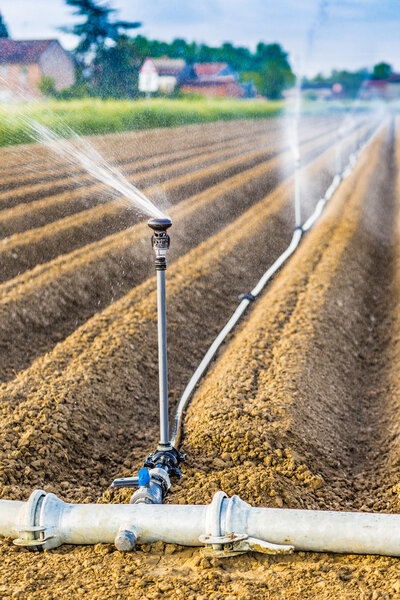 irrigation of cultivated fields with rotating sprayer