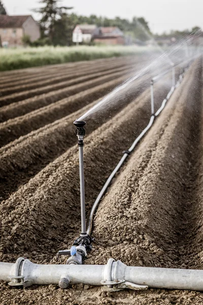 Irrigation Cultivated Fields Rotating Sprayer — Stock Photo, Image