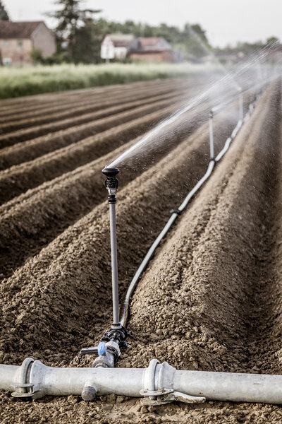 irrigation of cultivated fields with rotating sprayer