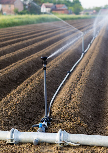 irrigation of cultivated fields with rotating sprayer