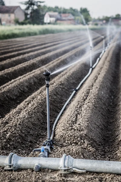 irrigation of cultivated fields with rotating sprayer