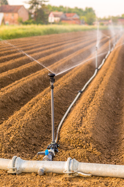 irrigation of cultivated fields with rotating sprayer