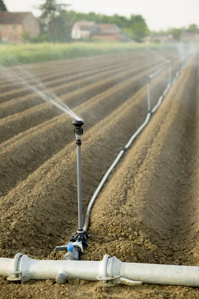 Irrigatie Van Gecultiveerde Velden Met Roterende Sproeier — Stockfoto