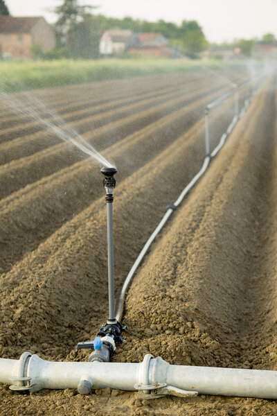 irrigation of cultivated fields with rotating sprayer