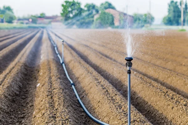 Irrigatie Van Gecultiveerde Velden Met Roterende Sproeier — Stockfoto