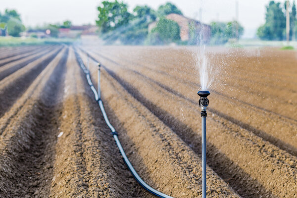 irrigation of cultivated fields with rotating sprayer