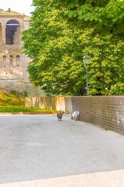 Tabby Białe Koty Alei Średniowiecznej Twierdzy Małej Wiosce Włoskiej — Zdjęcie stockowe