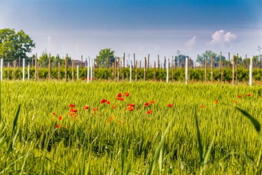 İtalyan ülkesinde bir buğday tarlasında kırmızı haşhaş lekesi