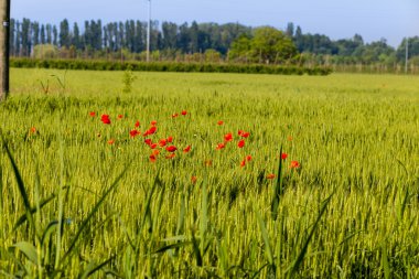 İtalyan ülkesinde bir buğday tarlasında kırmızı haşhaş lekesi