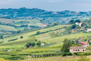 Emilia Romagna kırsal tepelerde meyve ağaçlarının ekili alanlar ve satırlar