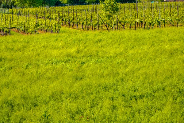 Campo Cultivado Campo Romaña Italia — Foto de Stock