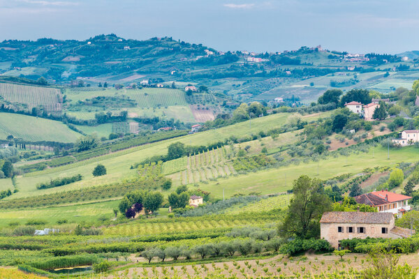 Cultivated fields and rows of fruit trees in the hills of Emilia Romagna countryside