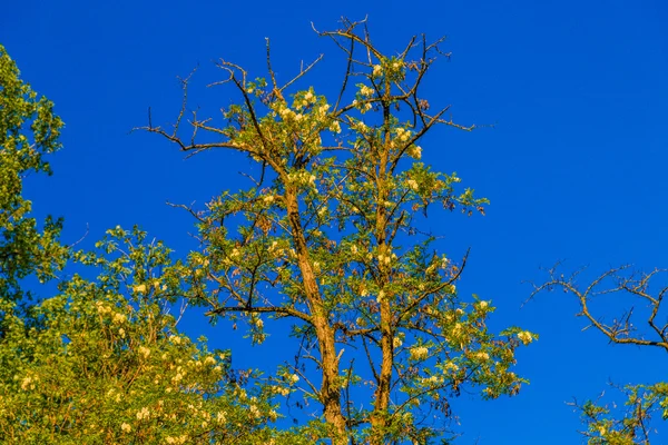 Frondes Ramos Uma Árvore Contra Céu Azul — Fotografia de Stock