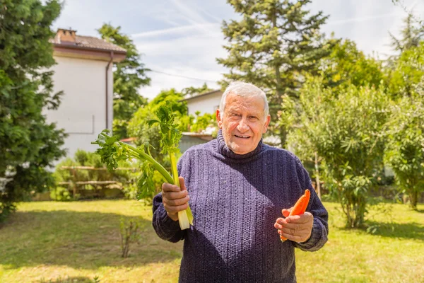 Com Dor Homem Velho Está Segurando Cenouras Aipo Seu Jardim — Fotografia de Stock