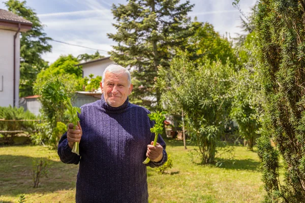 Acı Ile Yaşlı Bir Adam Onun Arka Bahçesinde Kereviz Iki — Stok fotoğraf