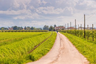 bir ülke toprak yolda koşu adam