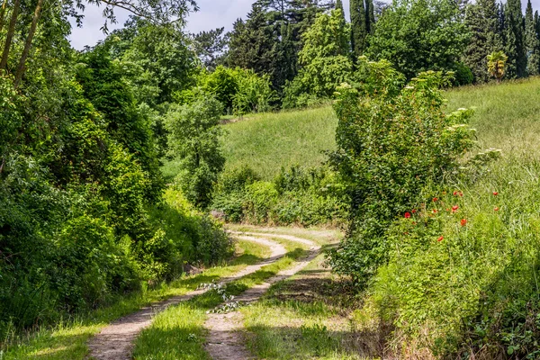 Poppy Country Dirt Road Italy — Stock Photo, Image