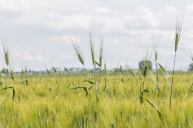 hala yeşil buğday bir alanda kulaklar